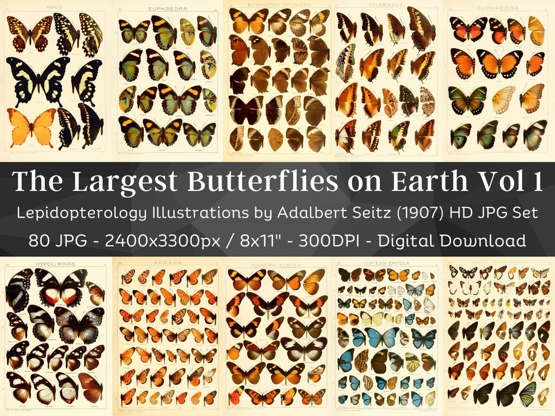 Insect Codex The Largest Butterflies on Earth 80 HD Images V1 | Huge Vintage ...