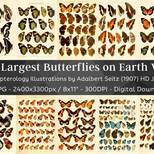 May include: A collection of 80 vintage illustrations of butterflies, featuring a variety of species and colors. The illustrations are from a 1907 book by Adalbert Seitz titled "The Largest Butterflies on Earth Vol 1".