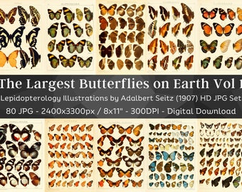 Könnte beinhalten: Eine Sammlung von 80 Vintage-Illustrationen von Schmetterlingen, die eine Vielzahl von Arten und Farben zeigen. Die Illustrationen stammen aus einem Buch von Adalbert Seitz aus dem Jahr 1907 mit dem Titel "The Largest Butterflies on Earth Vol 1".