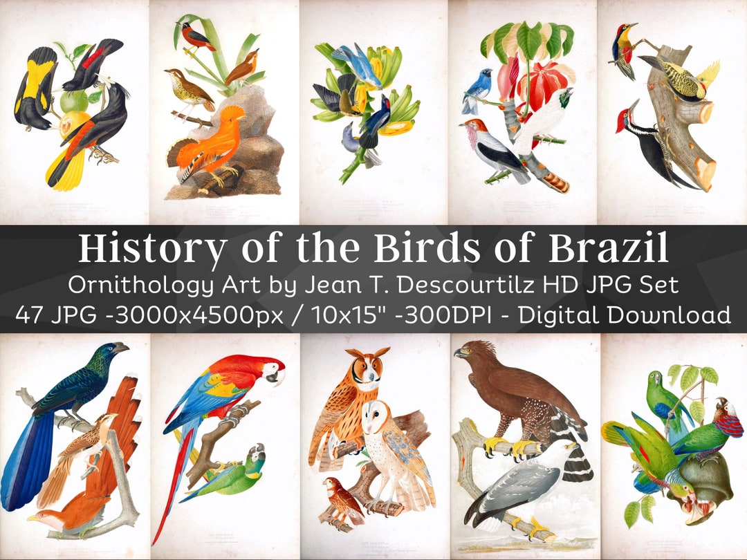 アート・デザイン・音楽 CLASSIC NATURAL HISTORY PRINTS BIRDS 11 Natural History Bird Prints! - The Graphics Fairy