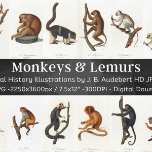 Naturhistoria av apor och lemurer 61 HD-bilder | Clipart med primater för barnrum | Digital nedladdning av apor för kommersiellt bruk