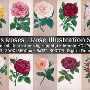 Les Roses 60 Botanical Illustrations Rose Wall Art Bundle| Digital Ephemera, Vintage Collage Art, Instant Download, Historical Floral Images