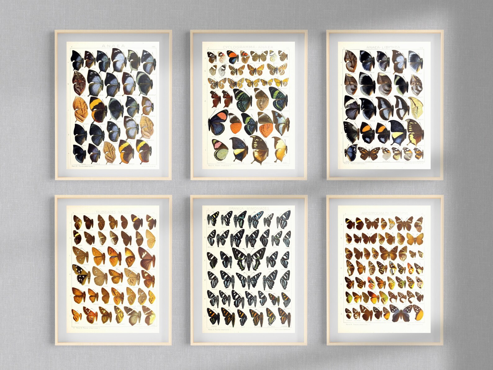 Insect Codex The Largest Butterflies on Earth 96 HD Images V5| Huge Vintage ...
