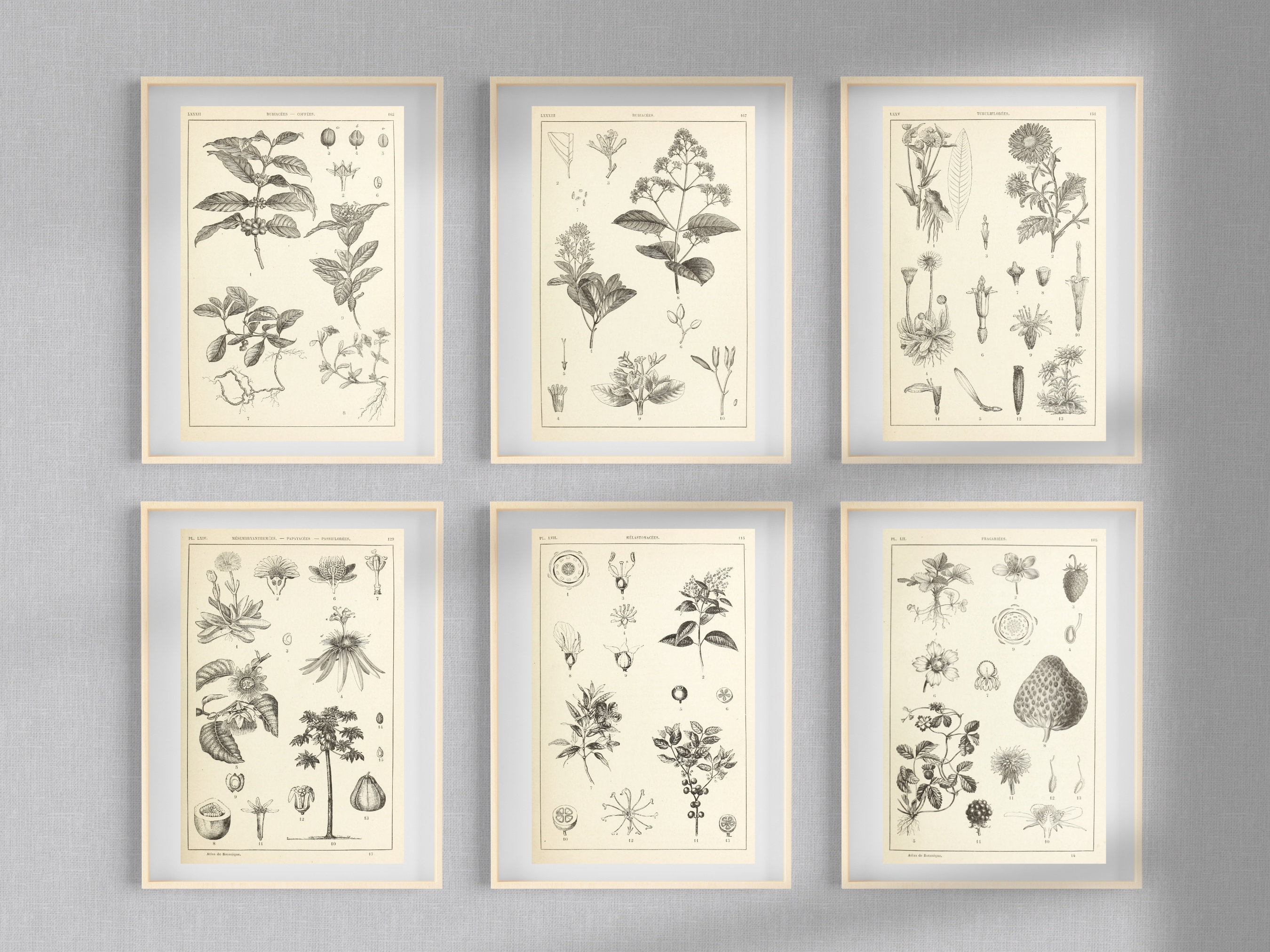 Botanical Manual Atlas 99 Illustration Set 1 | Botany Images