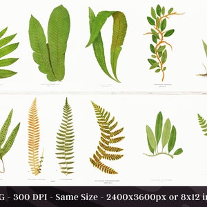 British & Exotic Fern 64 Botanical Illustrations Forest Fern Printable Wall Art Bundle HQ Modern Watercolor Painting Digital Download image 5