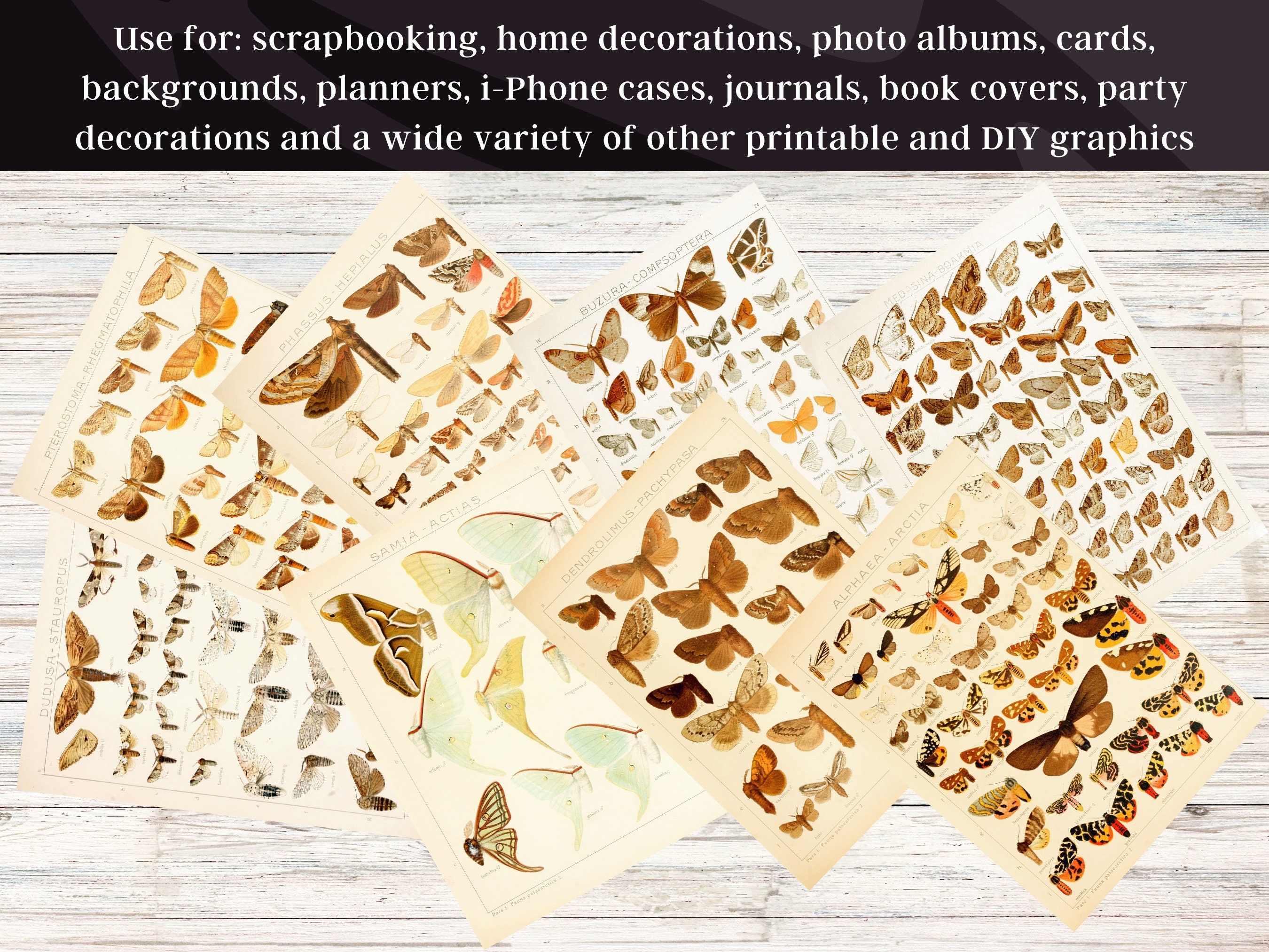 Insect Codex The Largest Butterflies on Earth 81 HD Images V2 | Huge Vintage ...