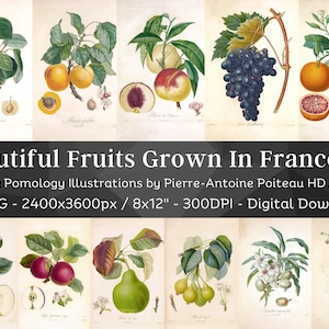 Beaux Fruits Cultivés en France 84 Illustrations Botaniques V2| Paquet d’art mural de pomologie botanique| Peinture de fruits vintage HQ| Téléchargement numérique