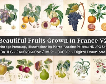 May include: A set of 84 vintage illustrations of fruits grown in France. The illustrations are in a detailed, botanical style and feature a variety of fruits, including apples, pears, peaches, plums, grapes, and oranges. The illustrations are in high resolution and are perfect for use in digital or print projects.