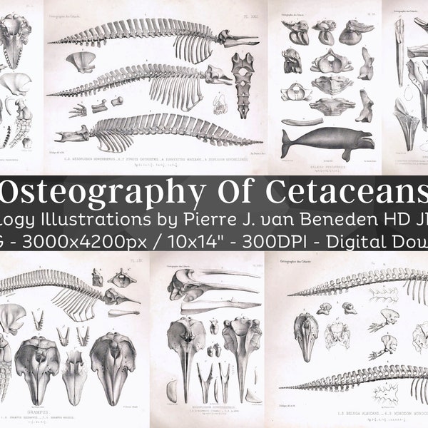 Cetaceans Osteography 47 HD Images | Card Making Clipart Digital Paper Craft | Animal Skeleton Bones Skull Draft | Osteology Wall Art Bundle