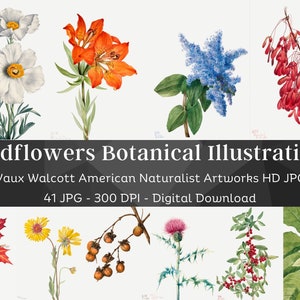 41 Drawn Watercolor Flowers | Mary Vaux Walcott Botanical Illustrations Set 2 | HQ Vintage Flower Paintings | Printable Home Nature Wall Art
