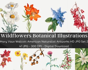 41 tecknade akvarellblommor | Mary Vaux Walcott botaniska illustrationer, set 2 | HQ vintageblommålningar | Utskrivbar naturväggkonst för hemmet