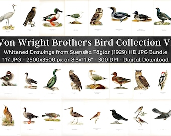 Swedish Birds Svenska Fåglar Whitened HD Image Set 1 | Ornithology Wall Art Bundle | Game Birds, Seabirds, Ducks, Song, Prey & Large Birds