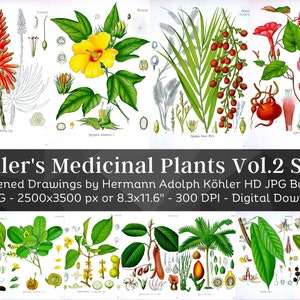 Whitened Kohler's Medicinal Plants Volume 2 Set 2 | 57 HQ Vintage Medical Plant Illustrations | Flowers Botanical Plates | Nature Home Décor