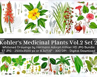Whitened Kohler's Medicinal Plants Volume 2 Set 2 | 57 HQ Vintage Medical Plant Illustrations | Flowers Botanical Plates | Nature Home Décor