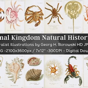May include: A set of 128 vintage illustrations of various animals, including a crab, spider, horseshoe crab, coral, squid, seashell, and scorpion. The illustrations are in a detailed, realistic style and are printed in black and white with shades of red, brown, and yellow.