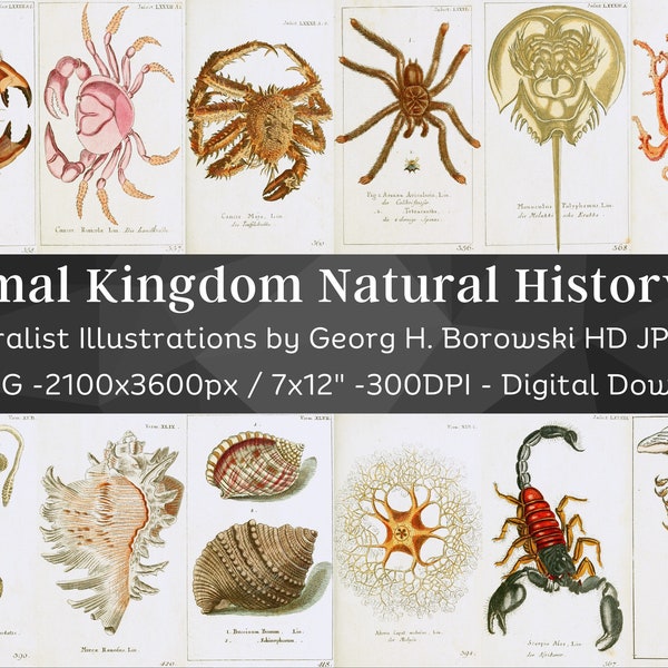 Animal Kingdom Natural History Illustrations 128 HD Image V4| Clipart Digital Paper Craft | Fish Bird Animal Insect| Zoology Wall Art Bundle