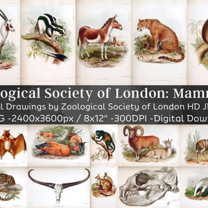 May include: A collection of 72 high-resolution digital images of animal drawings from the Zoological Society of London. The images are 2400 x 3600 pixels and are perfect for printing or digital use. The images feature a variety of animals, including mammals, birds, reptiles, and amphibians.