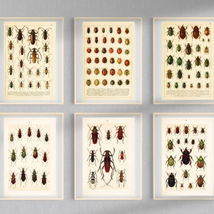 Beetle Books of Entomology 48 HD Images Bug Longhorned Beetle Ladybug Drawings Clipart Card Digital Paper Craft Bugology Wall Art Bundle image 7