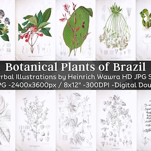 Botanische Pflanzen Brasiliens des Kaisers von Mexiko Maximilian I 104 Illustrationen | Vintage Kräuter & Blumen Bilder | Natur Kunst Home Decor