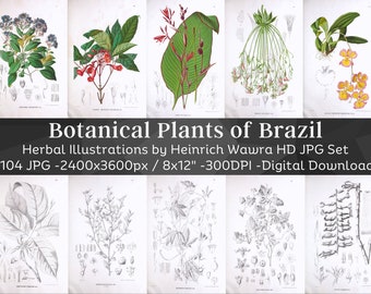 Botanical Plants of Brazil by the Emperor of Mexico Maximilian I 104 Illustrations | Vintage Herb & Flower Images | Nature Art Home Decor