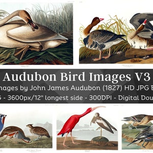 Birds of America J.J. Audubon HD Images V3| Card Making, Clip Art, Digital Paper Craft| Gull Sparrow Ibis Heron| Ornithology Wall Art Bundle