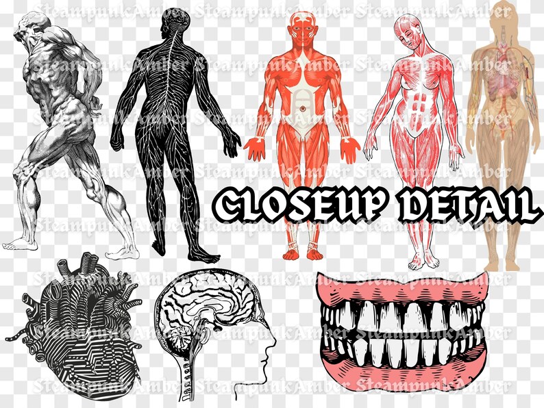 Human Anatomy Clipart Set 37 PNG | Human Body Organ Clip Art | Brain ...
