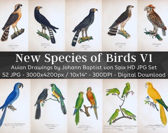 Nuove specie di uccelli 52 immagini HD V1 Vecchie pagine Folio ornitologiche/Aquila Falco Falco Pappagallo Arpia Gufo Uccelli rapaci/Loggia Wall Art Bundle