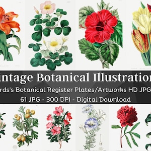 61 Flower Botanical Illustration Plates | Edwards's Botanical Register Set 2 | Printable Home Nature Wall Art | HQ Vintage Flower Paintings