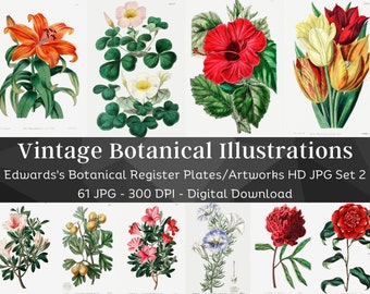 61 botaniska blomillustrationstallrikar | Edwards botaniska register set 2 | Utskrivbar väggkonst för hemmet, natur | Vintage blommålningar i hög kvalitet