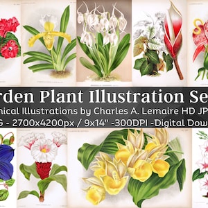 Beautiful Vintage Garden Plant 51 Botanical Ephemera Illustration V12| Horticulture Wall Art Bundle HQ Old Flower Painting| Digital Download