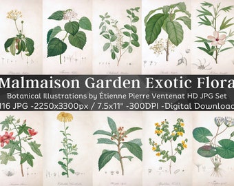 Peut inclure: Un ensemble de 116 illustrations botaniques de fleurs exotiques du jardin de Malmaison. Les illustrations sont de style vintage et présentent des dessins détaillés des plantes. Les illustrations sont en haute résolution et parfaites pour l'impression ou l'utilisation numérique.