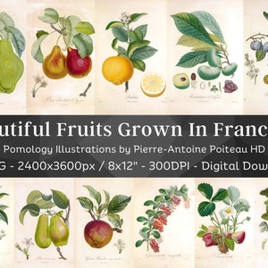 Bellissimi frutti coltivati in Francia 84 illustrazioni botaniche V1 / Pacchetto di arte della parete di botanica pomologica / Pittura di frutta vintage HQ / Download digitale