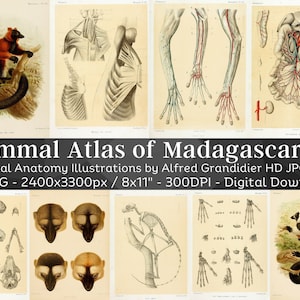 Zoogdieratlas van Madagaskar Dierenanatomie 84 HD-afbeeldingen V2| Digitale papier ambachtelijke clipart medische studentenslaapzaal decor | Zoölogie kunst aan de muur Set