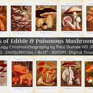 Neuer Taschenatlas Speisepilze & Giftpilze 64 Illustrationen V1| Digital Fungi Junk Journal Papier Mykologie Folio| Natur Kunst Home Decor