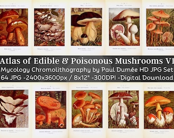 New Pocket Atlas of Edible & Poisonous Mushrooms 64 Illustrations V1| Digital Fungi Junk Journal Paper Mycology Folio| Nature Art Home Decor