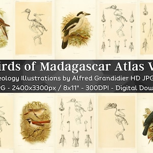 Birds of Madagascar 134 HD Images V2| Bird Anatomy Skeleton Bones Skull Drawing| Clipart Card Digital Paper Craft| Osteology Wall Art Bundle