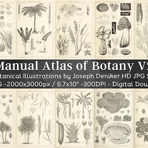 Botanical Manual Atlas 99 Illustration Set 2 | Botany Images Medicinal Herbs Wall Art Bundle | HQ Old Book Flower Drawings| Digital Download