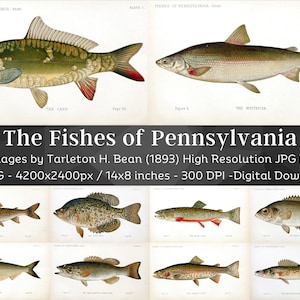 Peut inclure: Une collection de 15 images numériques haute résolution de poissons trouvés en Pennsylvanie. Les images proviennent d'un livre publié en 1893 par Tarleton H. Bean. Chaque image mesure 4200x2400 pixels et 35,56x20,32 cm à 300 DPI.