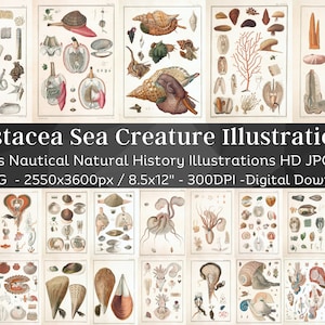 May include: A set of 57 vintage illustrations of sea creatures, including shells, snails, and other marine life. The illustrations are in a detailed, hand-drawn style and are printed in a warm, muted color palette. The illustrations are perfect for adding a touch of nautical charm to any home decor project.