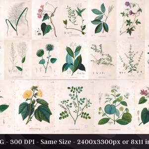 Botanical Plants of Africa Flora of Oware & Benin 59 Illustrations V2 Stained Yellowed Vintage Herb, Flower Images Nature Art Home Decor image 4