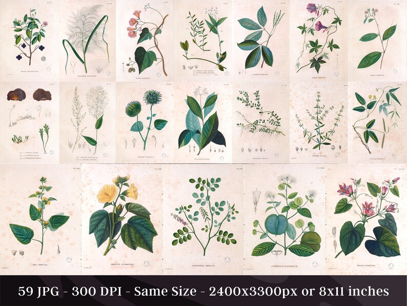 Botanical Plants of Africa Flora of Oware & Benin 59 Illustrations V2 Stained Yellowed Vintage Herb, Flower Images Nature Art Home Decor image 4