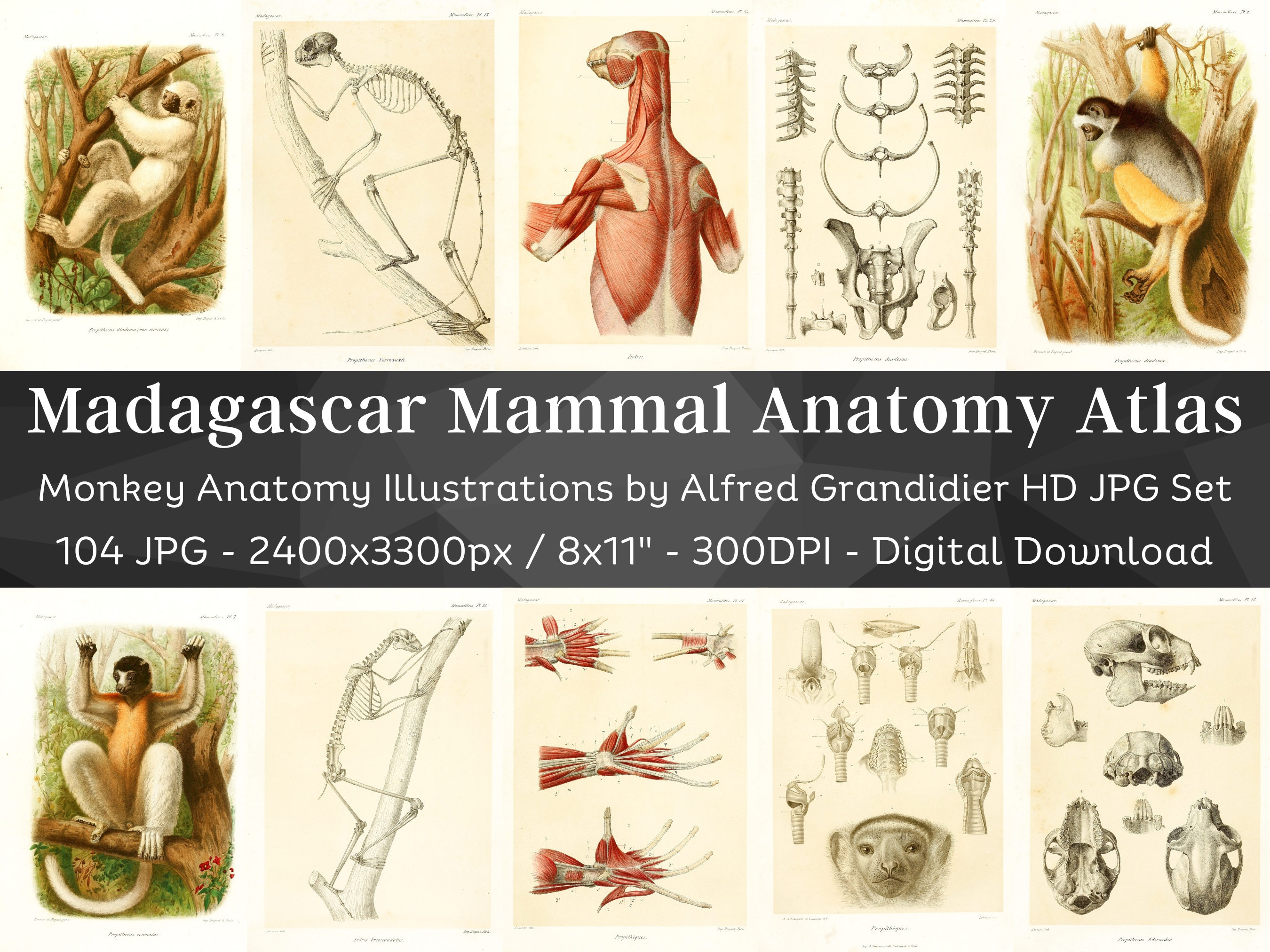 Madagascar Mammal Atlas HD Animal Anatomy 104 Images