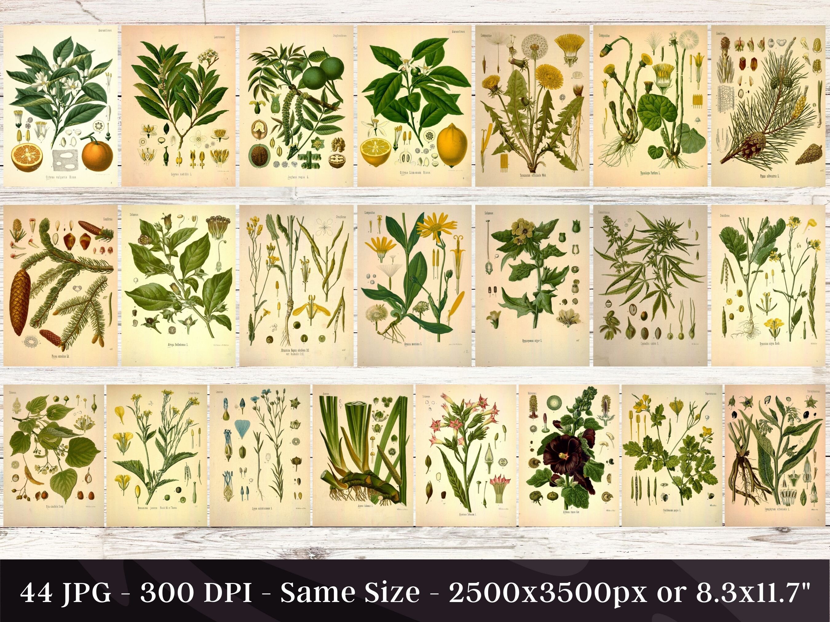 Kohler's Medicinal Plants Volume 1 Set 1 44 HQ Vintage Botanical ...