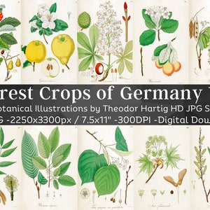 Może przedstawiać: Zestaw 60 botanicznych ilustracji upraw leśnych z Niemiec. Ilustracje są w stylu vintage i przedstawiają szczegółowe rysunki różnych drzew, liści i kwiatów. Ilustracje są oznaczone naukowymi nazwami roślin. Tekst "Forest Crops of Germany V2" znajduje się w górnej części obrazu. Tekst "Botanical Illustrations by Theodor Hartig HD JPG Set" znajduje się pod tytułem. Tekst "60 JPG -2250x3300px / 7.5x11" -300DPI -Digital Download" znajduje się w dolnej części obrazu.