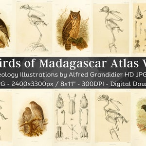 Birds of Madagascar 124 HD Images V1| Bird Anatomy Skeleton Bones Skull Drawing| Clipart Card Digital Paper Craft| Osteology Wall Art Bundle