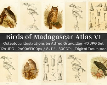 Birds of Madagascar 124 HD Images V1| Bird Anatomy Skeleton Bones Skull Drawing| Clipart Card Digital Paper Craft| Osteology Wall Art Bundle