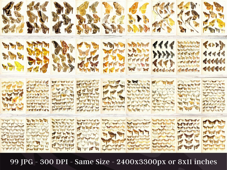 Insect Codex The Largest Butterflies on Earth 99 HD Images V7| Huge Vintage ...