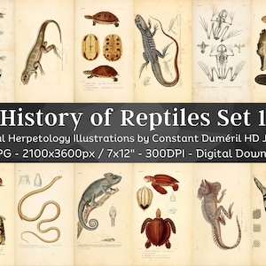 May include: A set of 59 vintage illustrations of reptiles, including turtles, lizards, snakes, and frogs. The illustrations are in black and white and have a detailed, scientific style. The title "History of Reptiles Set 1" is printed at the top of the image. The illustrations are high-resolution and perfect for digital download.