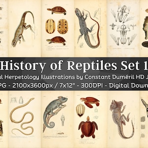 General Herpetology or History of Amphibians & Reptiles 59 HD Images V1 | Snake Turtle Lizard Folio Illustration Collection| Wall Art Bundle