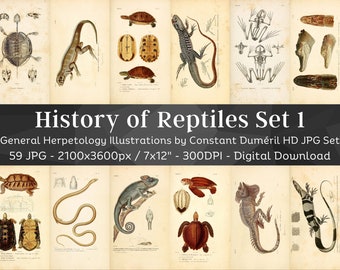 General Herpetology or History of Amphibians & Reptiles 59 HD Images V1 | Snake Turtle Lizard Folio Illustration Collection| Wall Art Bundle